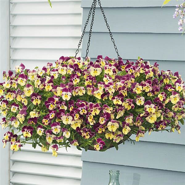 パンジー(ほふく性):プレンティフォール ストロベリースワール3~3.5号ポット 8株セット