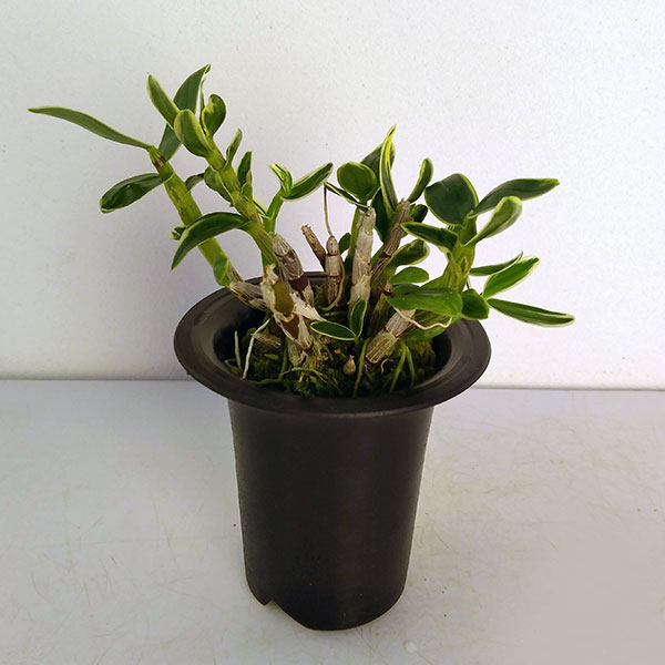 チョウセイラン（長生蘭）：富士鶴（ふじづる）2.5号鉢植え