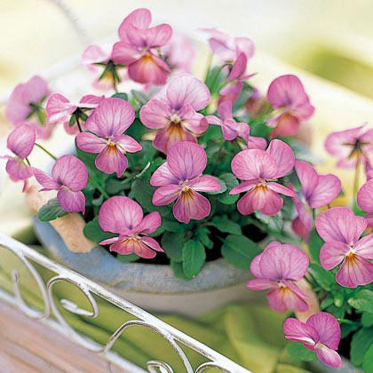 園芸ネット本店｜ビオラ：ビビ ピンクアンティーク3～3.5号ポット 3株