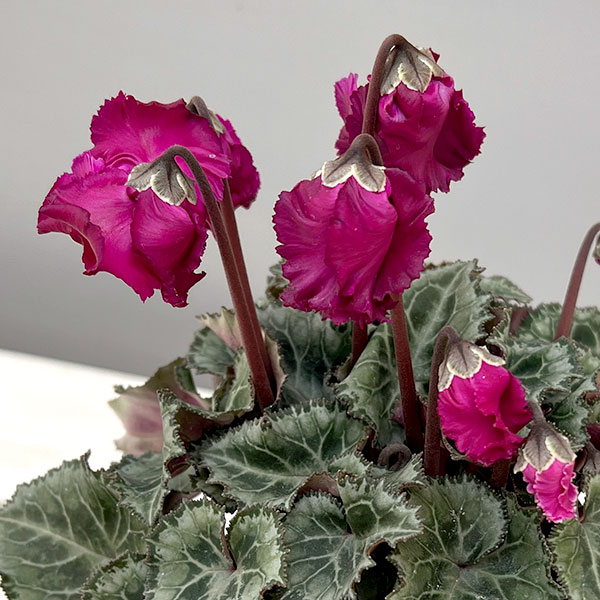 シクラメン：クロシェット（濃ピンク系）3号ポット