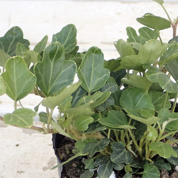 ヘデラ（アイビー）：ダックフット2.5号ポット 2株セット