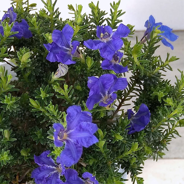 初恋草：ミチコブルーハイランド3.5号ポット