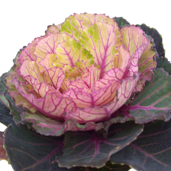 [25年11月中下旬予約]ハボタン：ユウヤケ（夕焼け）3.5号ポット