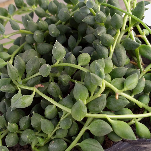 園芸ネット本店｜セネシオ：斑入りピーチネックレス3号ポット 2株