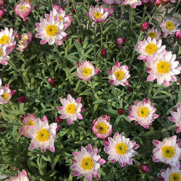 花かんざし：ななこエンジェル　ピンクパール5号鉢植え