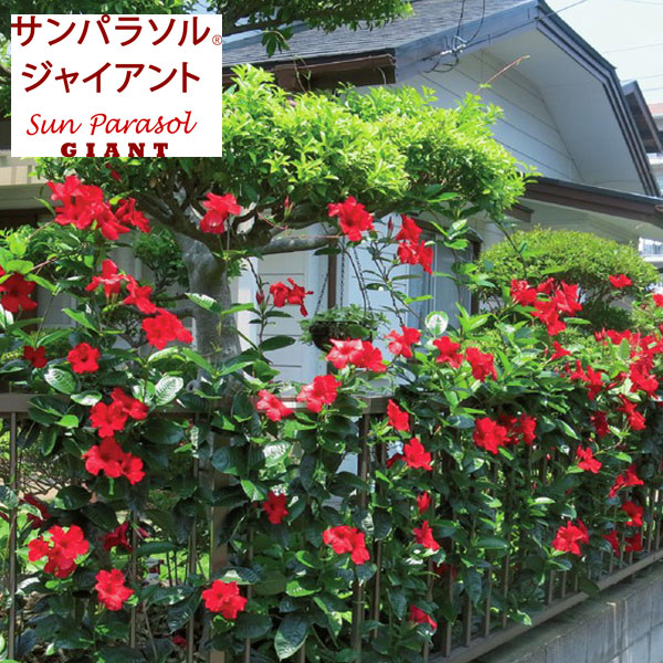 [送料無料]マンデビラ：サンパラソルジャイアント エンペラーズクリムゾン3.5号ポット 20株セット(R)