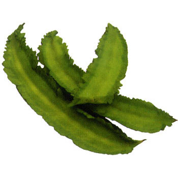 [送料無料][26年5月中下旬予約]琉球四角豆（りゆうきゅうしかくまめ）うりずん3号ポット苗 24株セット