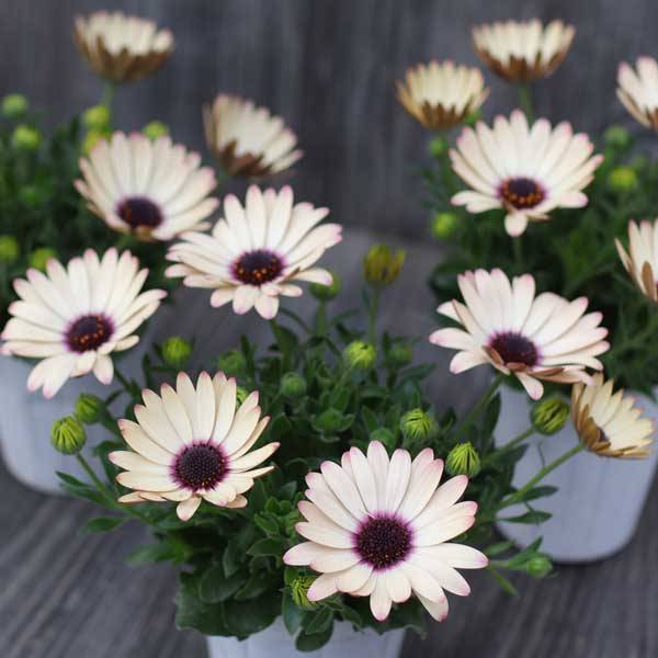 オステオスペルマム：パティエベリーズパフェ3号ロングポット 3株セット