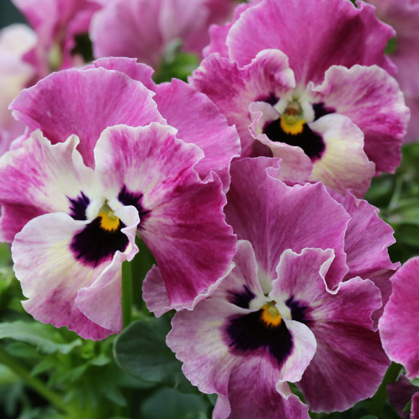 MSKガーデン小輪フリンジビオラ：アールヌーボーフローズンピンク3号ポット 3株セット