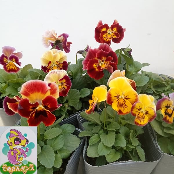 見元園芸のパンジー：でめきんダンス3-3.5号ポット 3株セット
