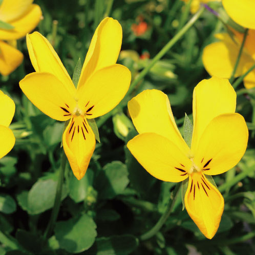 見元園芸さんのビオラ：晴れの日のパル3-3.5号ポット 3株セット