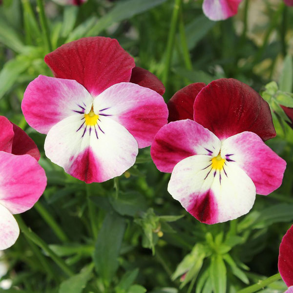 園芸ネット本店｜見元園芸さんのビオラ：春ラララ3-3.5号ポット 6株