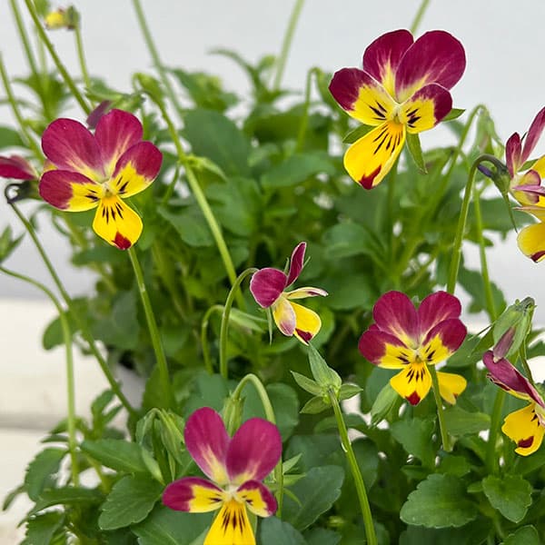 見元園芸さんのビオラ：太陽のアンジェ3-3.5号ポット 6株セット