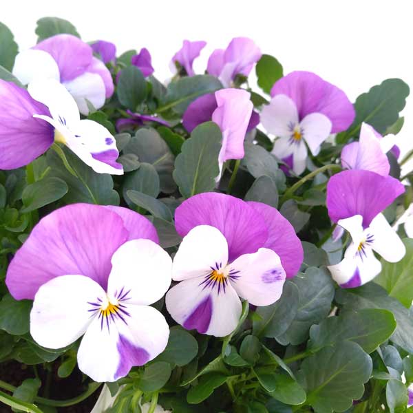 ビオラ:ソルベXP ピンクウイング3~3.5号ポット