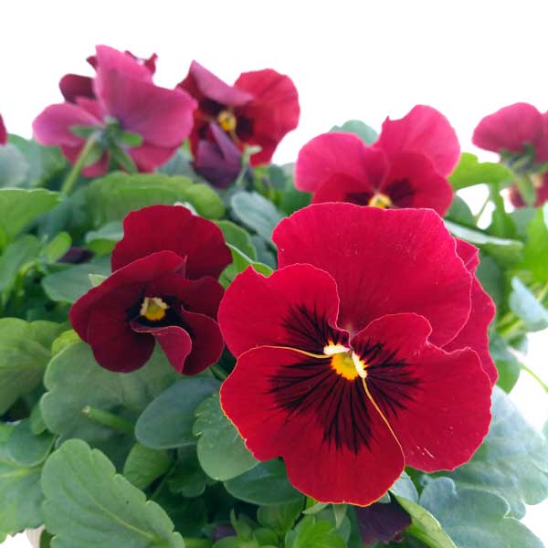 ビオラ:ソルベXP ローズブロッチ3~3.5号ポット