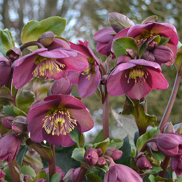 クリスマスローズ：*HGC Ice N’roses 氷の薔薇 レッド4.5号ポット