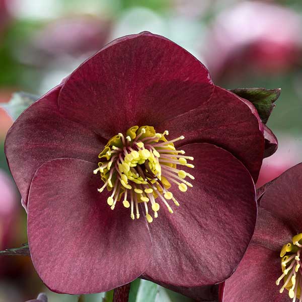 クリスマスローズ：*HGC Ice N’roses 氷の薔薇 ブルネッロ3.5号ポット