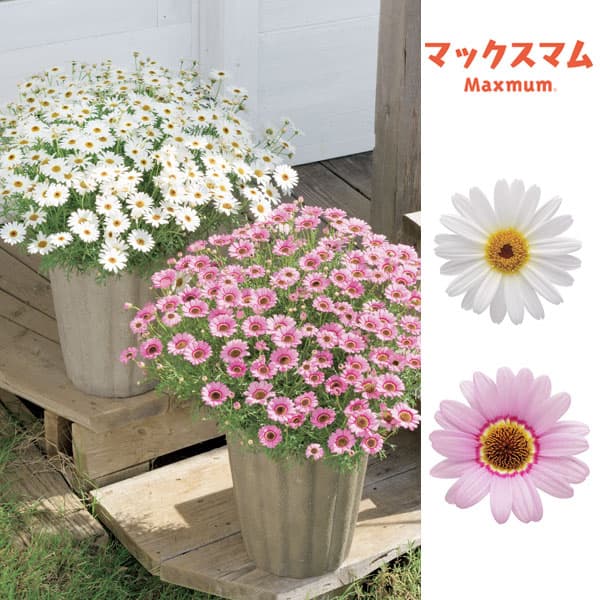 マックスマム：ホワイトとピンク3.5号ポット2種セット