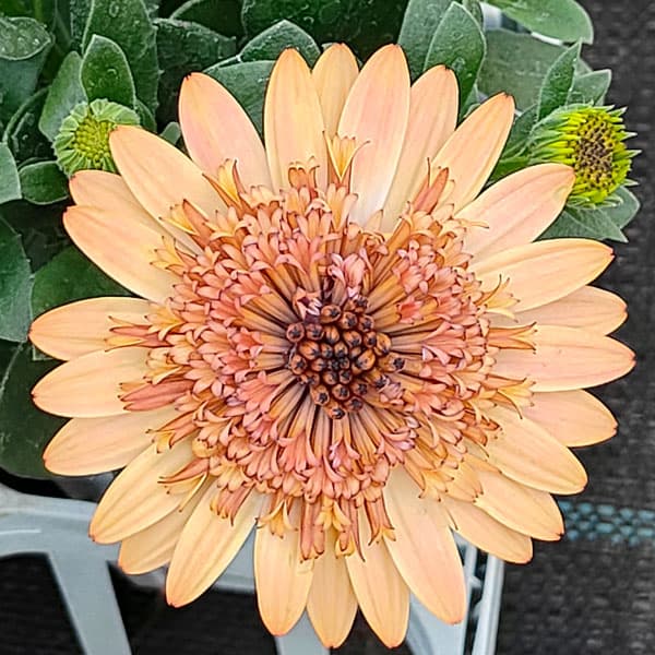 [26年1月中下旬予約]オステオスペルマム：プリンセスプロバンス4号鉢