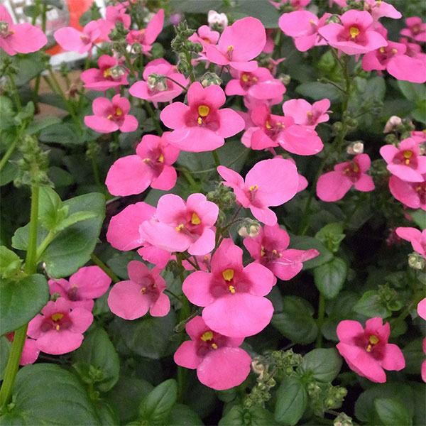 [26年3月中下旬予約]ディアスシア：ダーラ　ローズ3.5号ポット