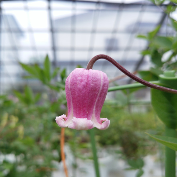 クレマチス：ミョウフク（妙福）3.5号ロングポット（ビオルナ系）