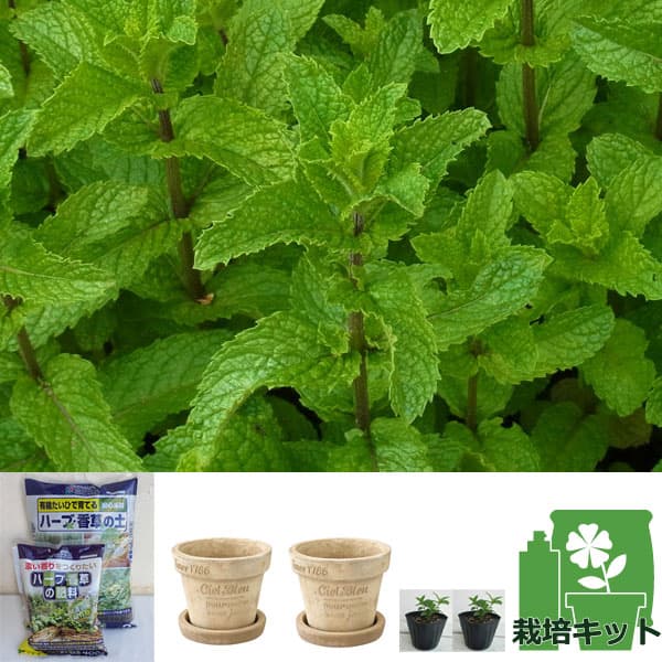 アントステラ　プランター ミニナチュラプランター ラウンド L：ミント：スペアミント栽培