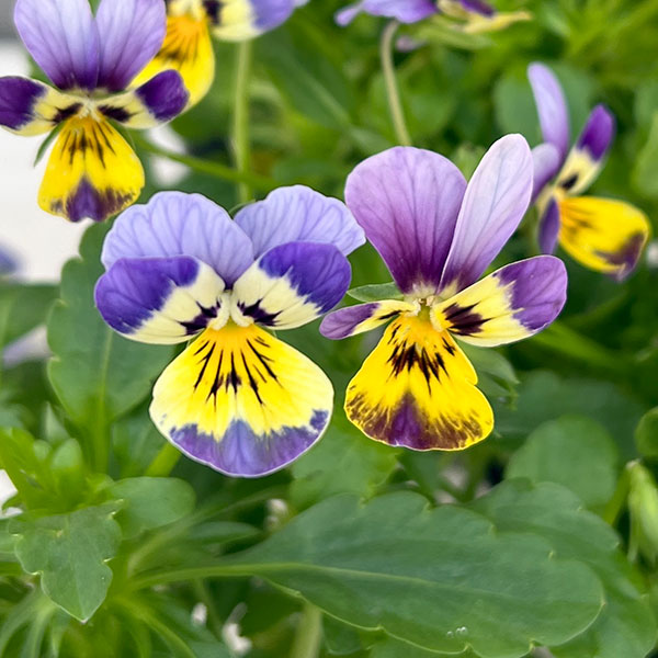 見元園芸さんのビオラ：クリームソーダ3-3.5号ポット 6株セット