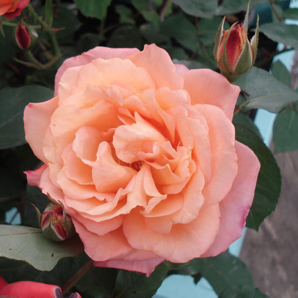 [送料無料][26年4月上旬予約]四季咲中輪バラ：スブニールドゥアンネフランク（アンネの思い出）新苗