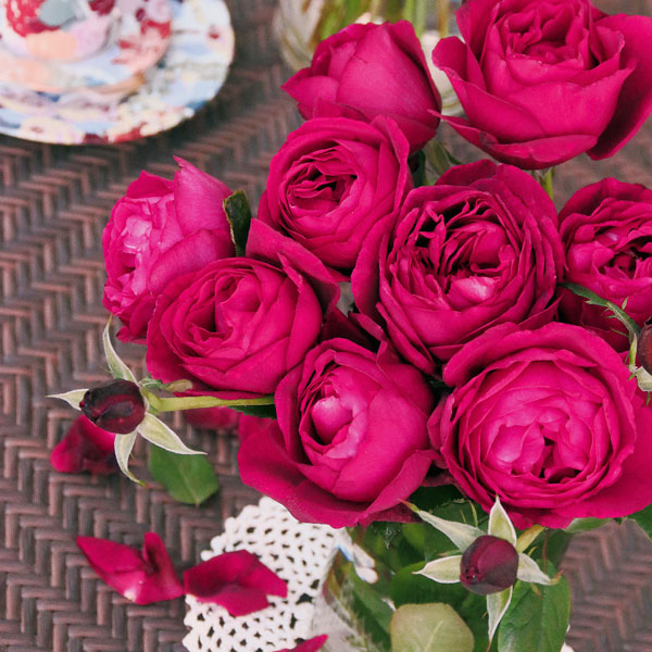 [送料無料]（わけあり特価）ハイブリッドティー：ハイカラ新苗