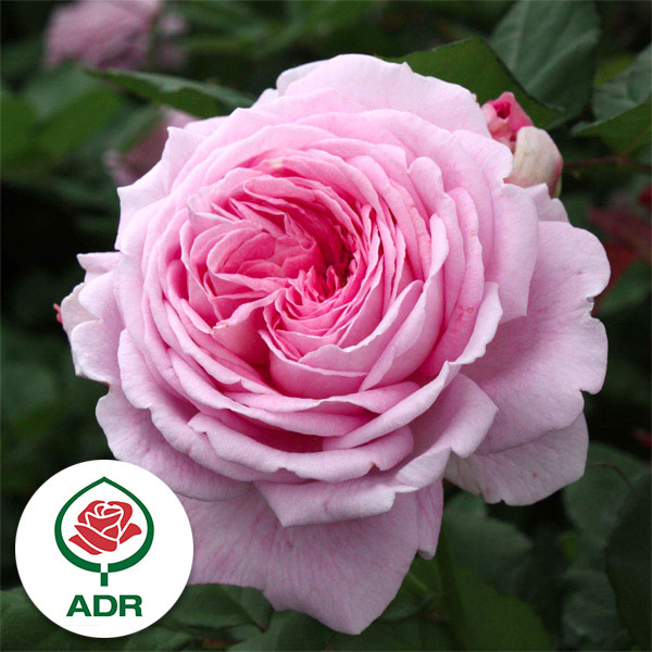 [送料無料]つるバラ：マリー ヘンリエッテ新苗