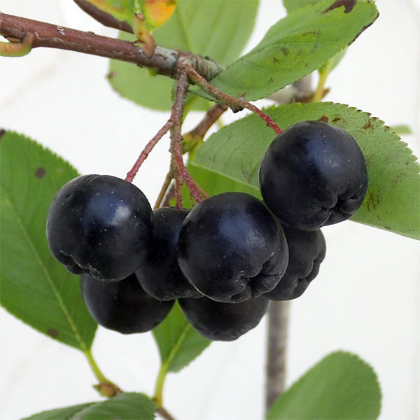 アロニア（チョコベリー）： バイキング5号ポット