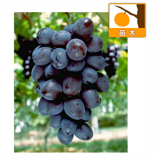 ブドウ：オリエンタルスター接木苗4号ポット