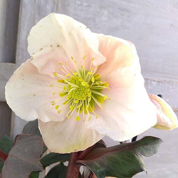 クリスマスローズ（原種交配）：*HGCフロスティー4.5号ポット