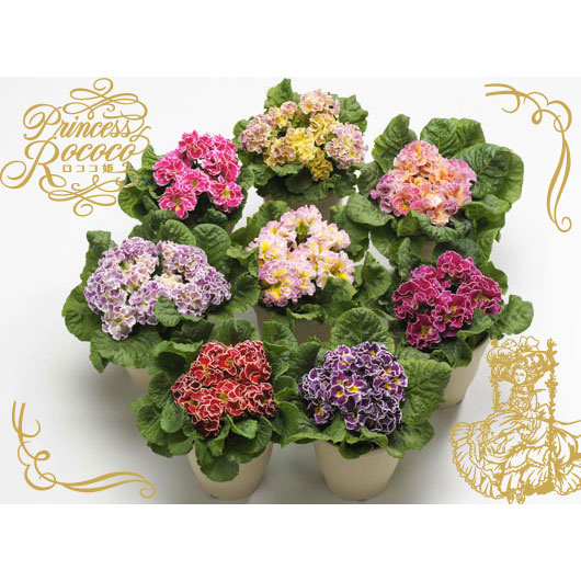 プリムラ：ポリアンサ  ロココ姫（花色ミックス）3号ポット 6株セット