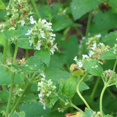 [送料無料]キャットニップ（ネペタ）：レモン3号ポット 24株セット