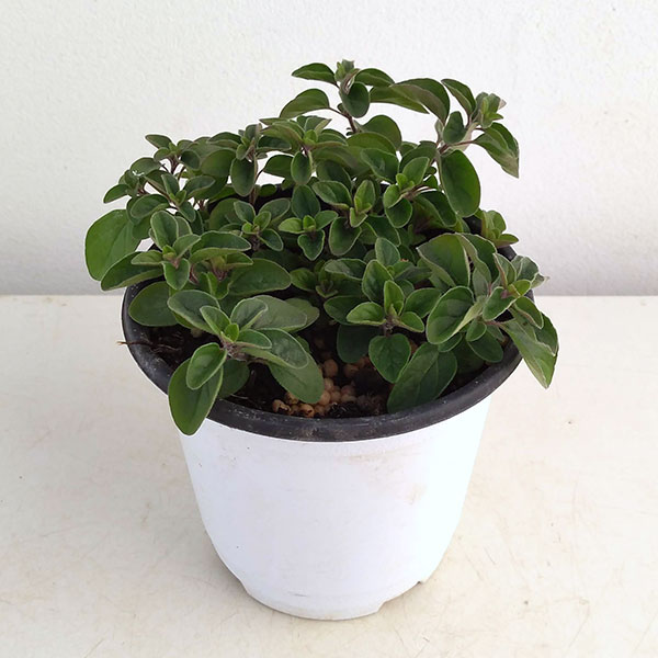 香りハーブ：オレガノ　シュープリーム3.5号ポット