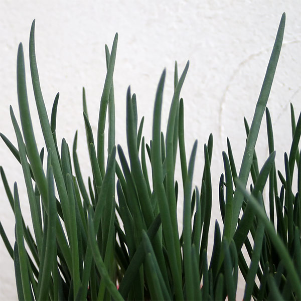 20日わけぎ（ハツカワケギ　二十日分葱）の苗3号ポット