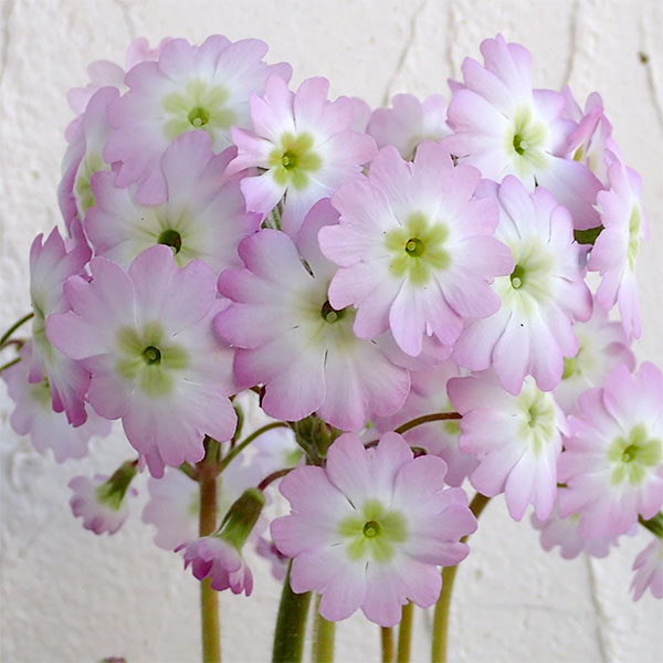 プリムラ：雲南桜草（ウンナンサクラソウ）3号ポット 2株セット