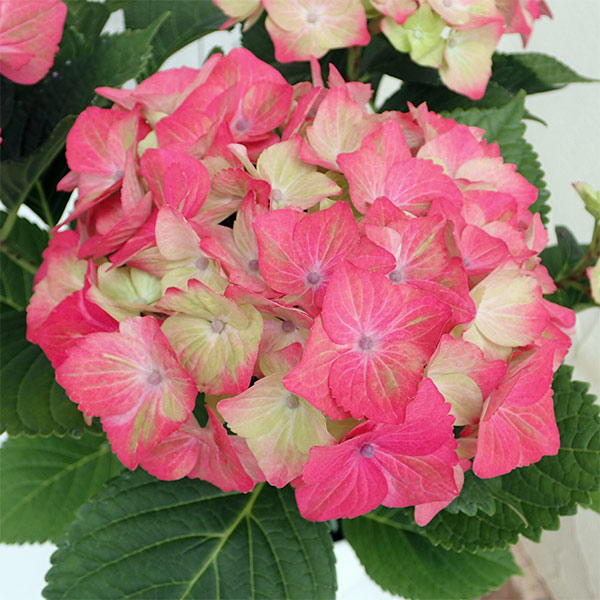 [26年2月中下旬予約]アジサイ：マスカレード3.5号ポット