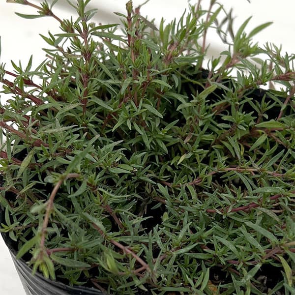 タイム:オレンジスパイス3号ポット