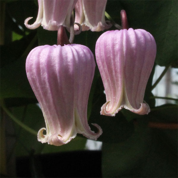 クレマチス：ラフネスバーシカラー4号ポット（ヴィオルナ系）