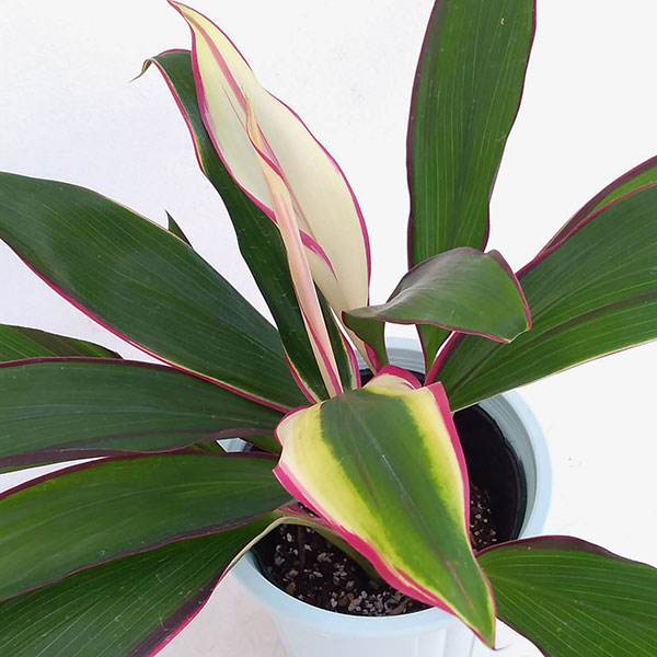 コルジリネ（コルディリネ）：ライジングサン　4号鉢入り