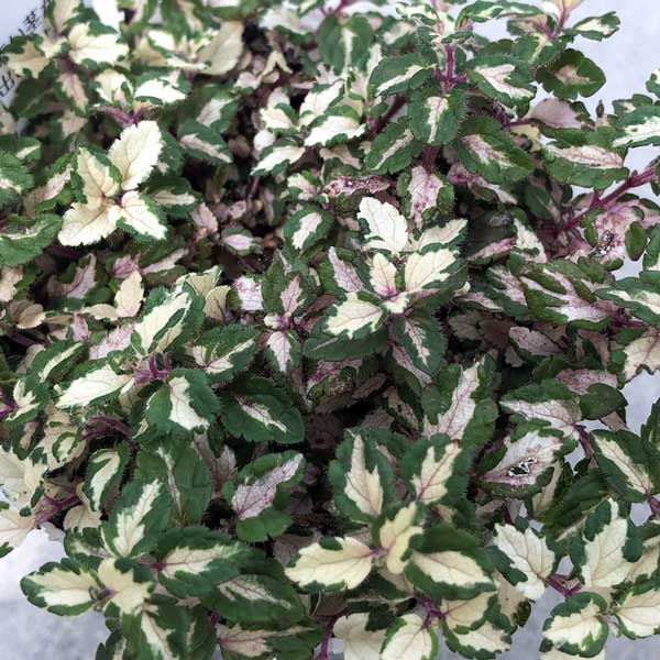 ベロニカ：レッドラインコンパクタ（斑入り）2.5号ロングポット