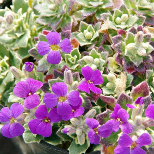 オーブリエチア　バリエガータ　斑入り 園芸ネット本店｜オーブリエチア ：斑入り（バリエガータ）3号ポット