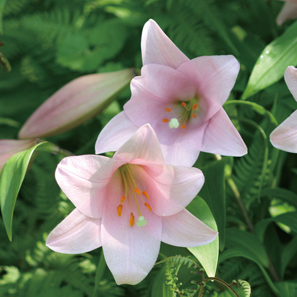 テッポウユリ（鉄砲百合）：マニフィーク1球