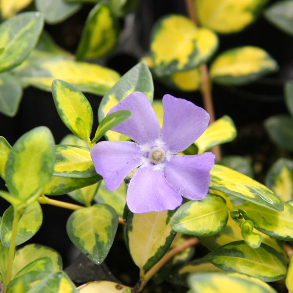 ビンカ ミノール：イルミネーション2.5号ポット 6株セット