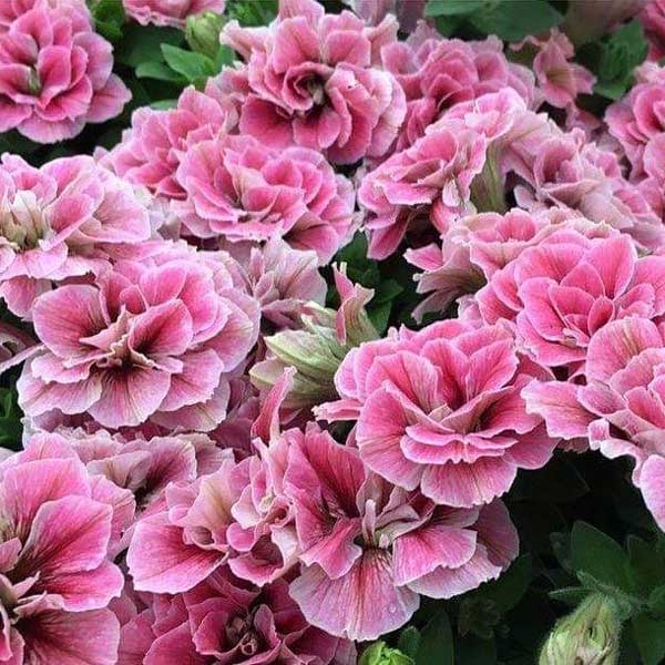 ペチュニア：ホイップマカロン　フレーズムース3.5号ポット 6株セット