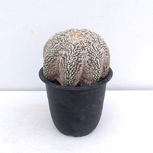 兜丸 多肉植物サボテン No.04 Astrophytum　asterias　亀甲瑠璃兜　兜丸　サボテン | plants MARU powered by BASE