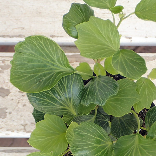 へデラヘリックス-2 楽天市場】ヘデラ・ヘリックス 25ポット : アグリショップひむか