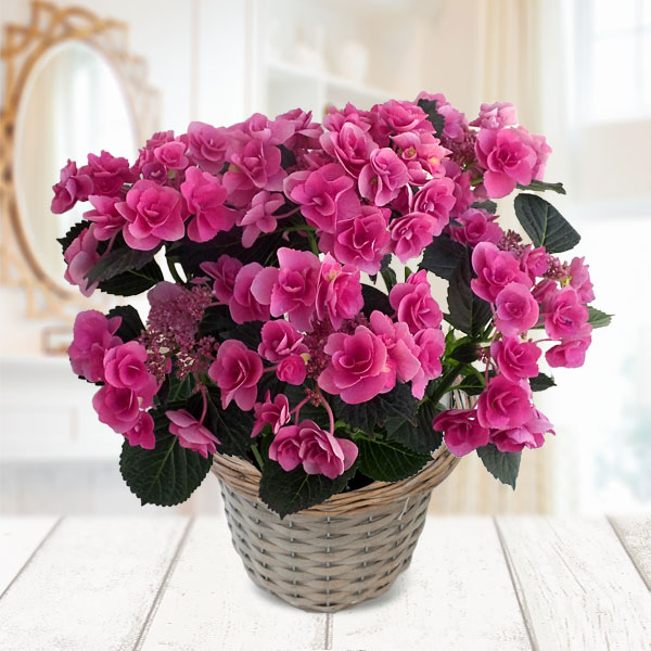 園芸ネット本店｜[送料無料][早届け][2021年 母の日ギフト][予約